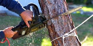 Best Lawn Pest Prevention  in Meggett, SC