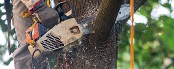 Best Utility Line Clearance  in Meggett, SC