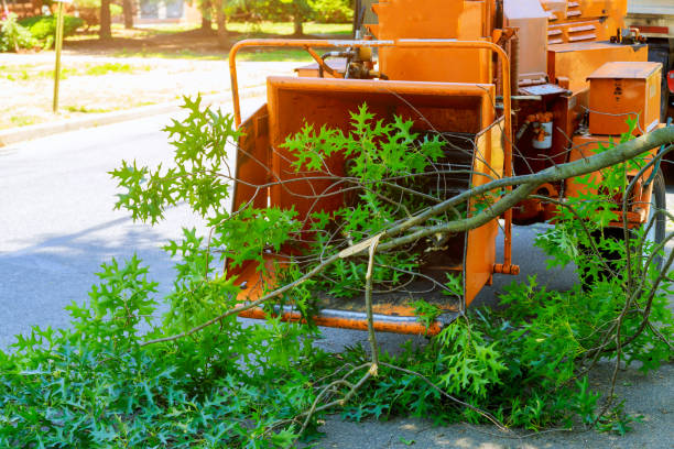 Best Tree Maintenance Programs  in Meggett, SC