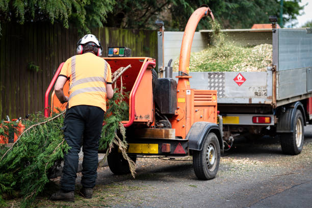 Best Lawn Renovation and Restoration  in Meggett, SC