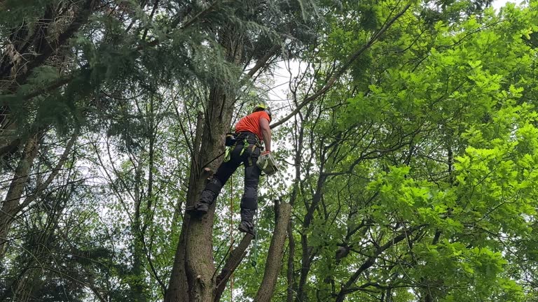Best Arborist Consultation Services  in Meggett, SC