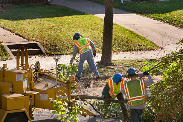 Best Hedge Trimming  in Meggett, SC