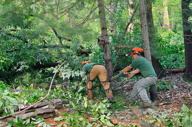 Best Tree Mulching  in Meggett, SC