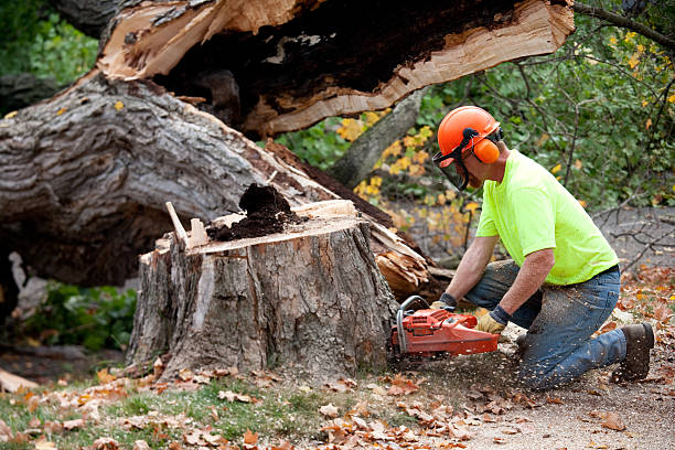 Best Lawn Maintenance Plans  in Meggett, SC