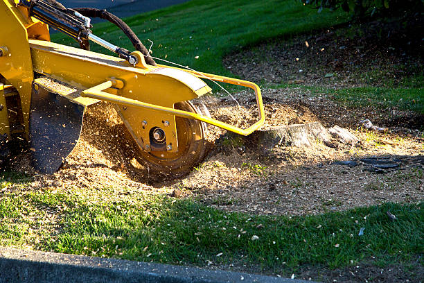 Best Tree Cabling and Bracing  in Meggett, SC