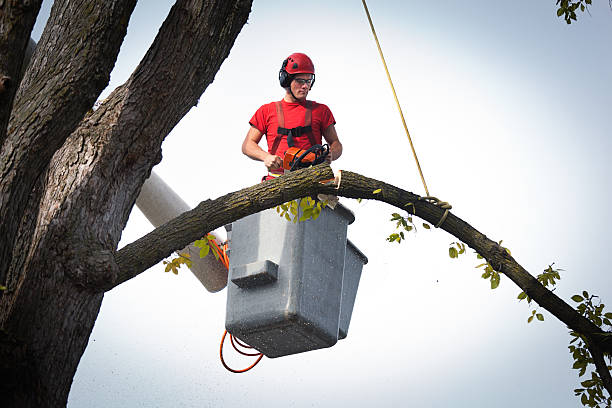 Professional Tree Services in Meggett, SC