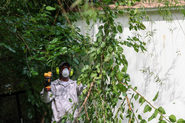 Best Tree Health Inspection  in Meggett, SC