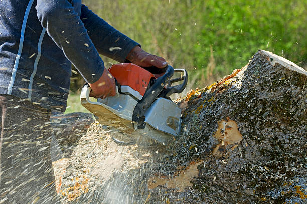 Best Lawn Pest Prevention  in Meggett, SC