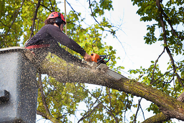 Best Tree and Shrub Care  in Meggett, SC